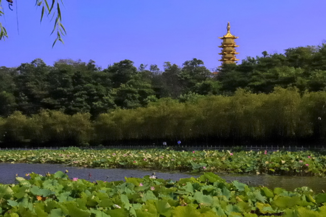 中华荷园（2） 摄影 东庵居士