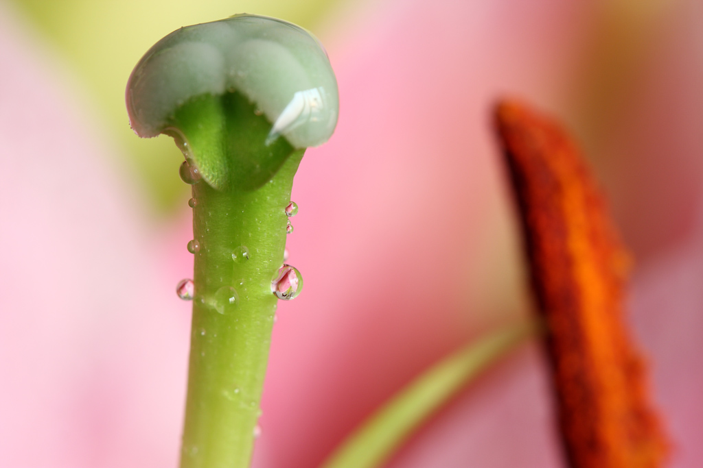 一芯一意 摄影 室静兰馨