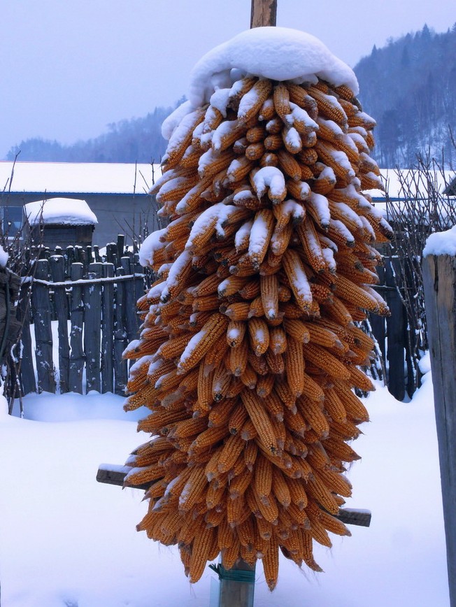 瑞雪兆丰年 摄影 闽山茶客