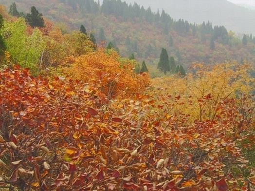 霜叶红于二月花 摄影 五角枫