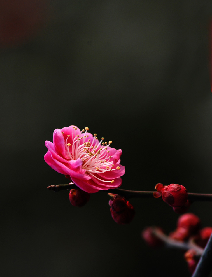 红梅吐芯 摄影 快乐的小虎