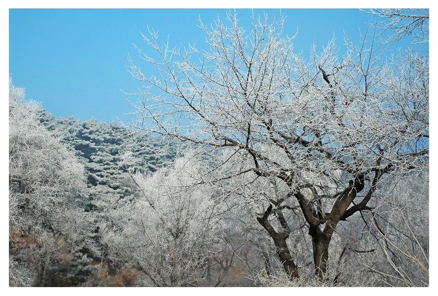 远郊的风景（冬）——雾凇 摄影 琴心