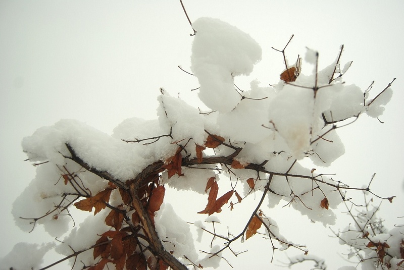 2009年的大雪 摄影 浅水小鱼