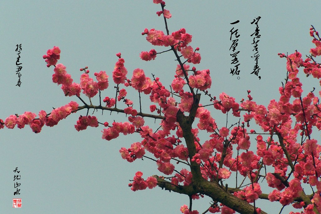 群芳争艳 摄影 天地山水