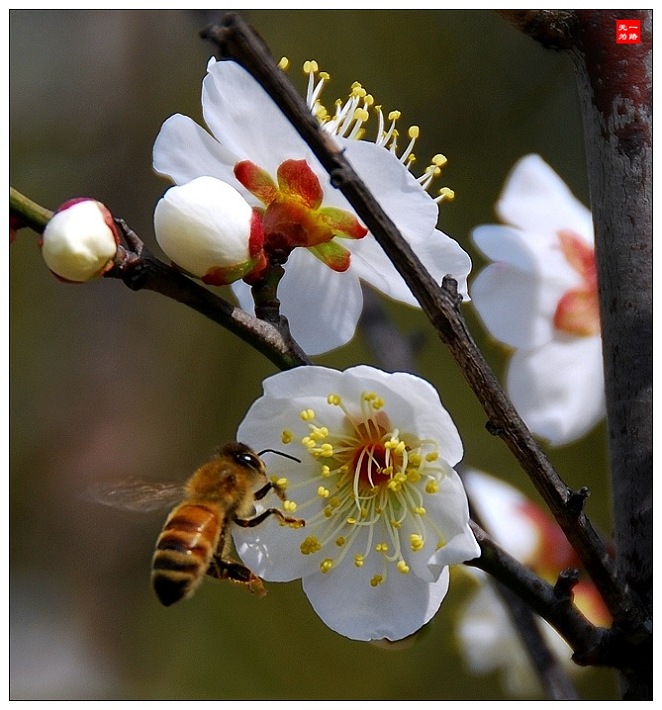 蜜蜂与梅花(2) 摄影 一路无为