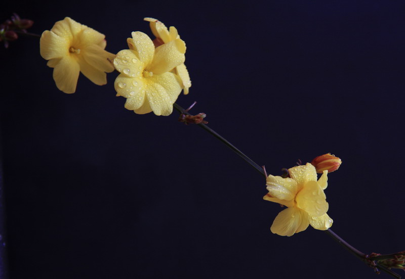 迎春花 摄影 洛神