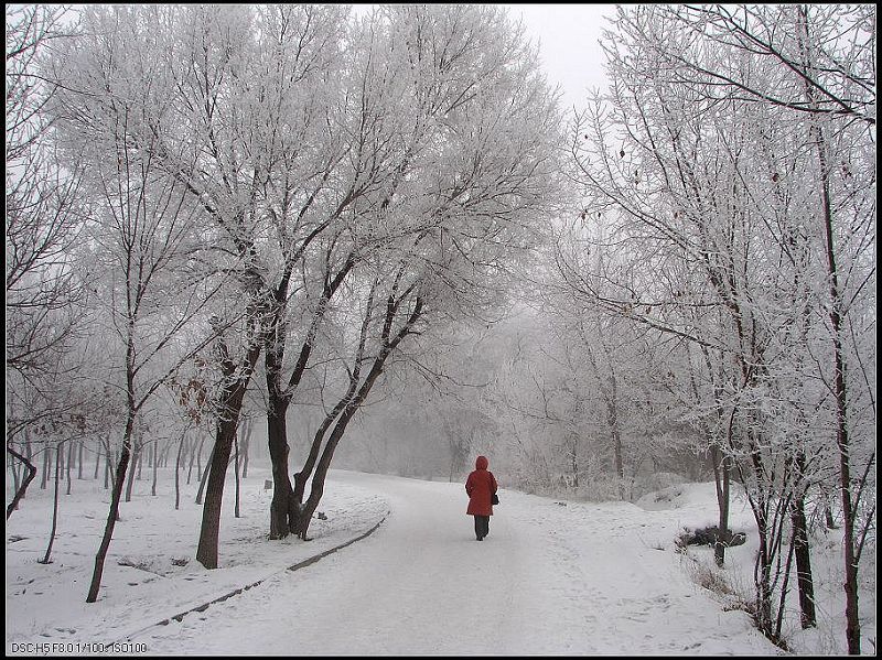 雪中行 摄影 xj一指禅