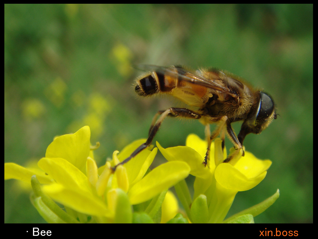 Bee 摄影 税税