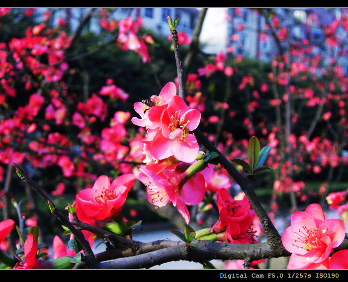 海棠花 摄影 驰宇