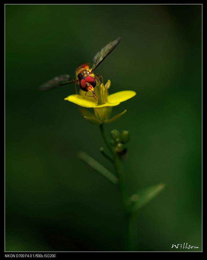 花卉.昆虫 摄影 willson.G