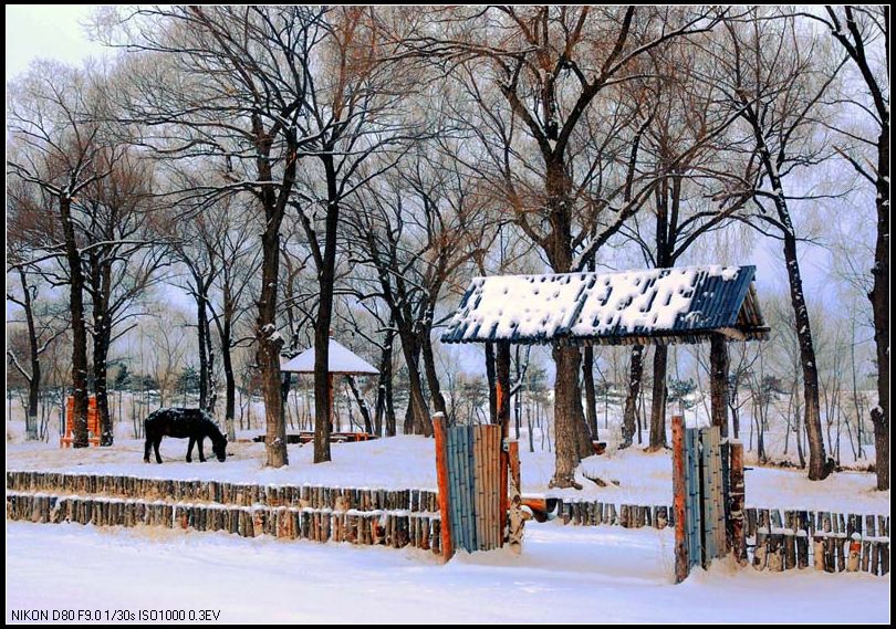 《柴门雪韵》 摄影 如一