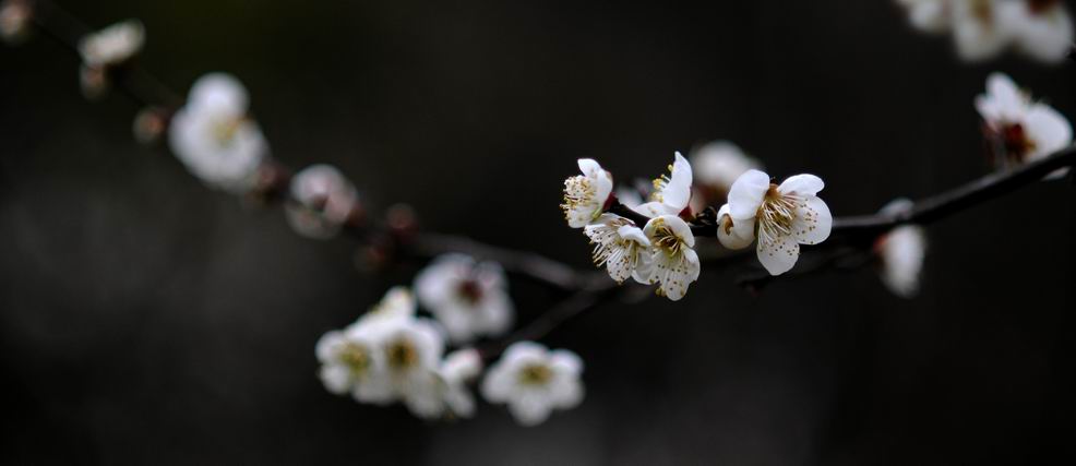 还是梅 摄影 踏入泥坑