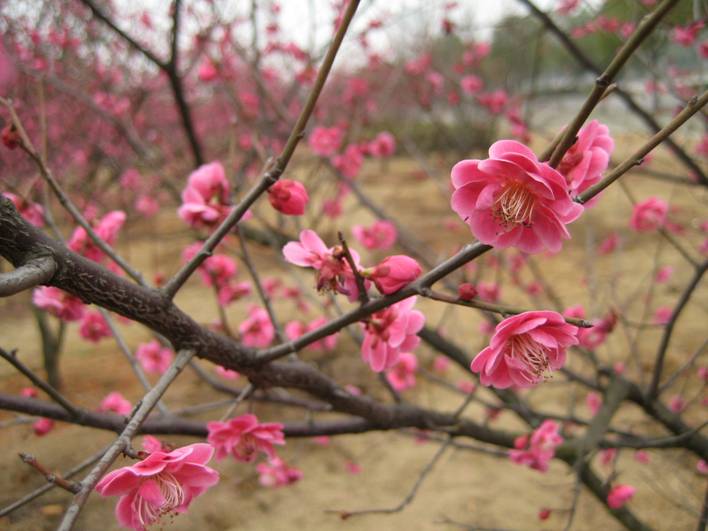 花 摄影 杜丽