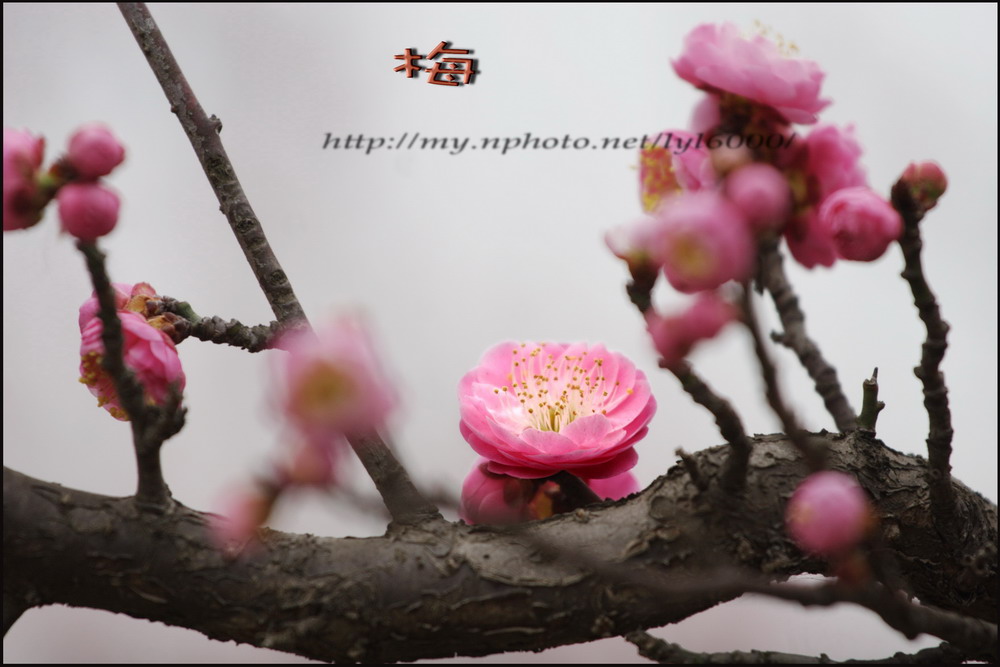 春梅花开 摄影 高山上的湖水