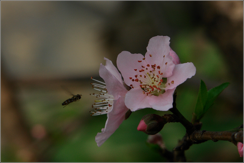 桃花美，惹蜂来 摄影 情趣花韵