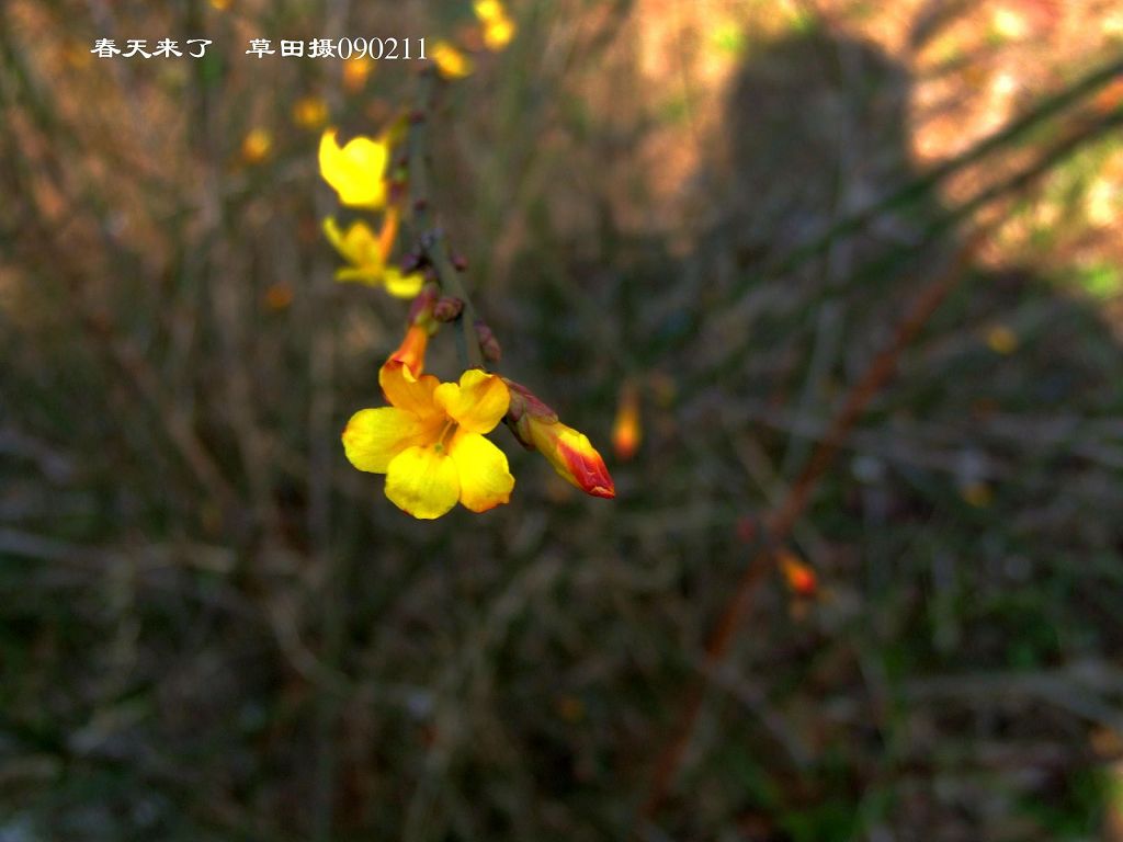 迎春花 摄影 草田