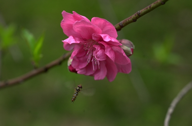 蜂·桃花 摄影 Yueluhermit