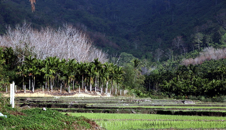 海南行9：山林 摄影 gokode