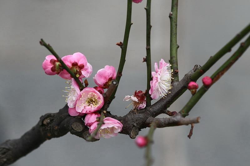 梅艳芳菲 摄影 楚园秋韵