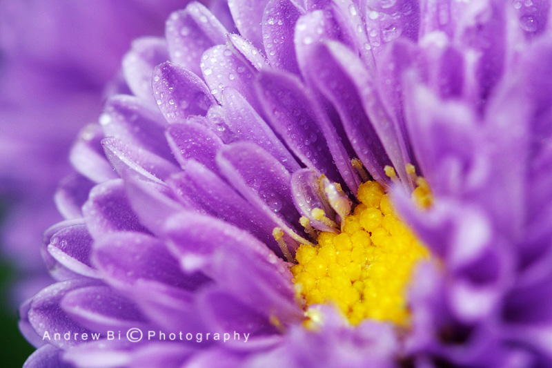 圣淘沙春节花会2009 - 3 摄影 AndrewB