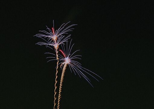 夜空绽放 摄影 天堂鸟0000