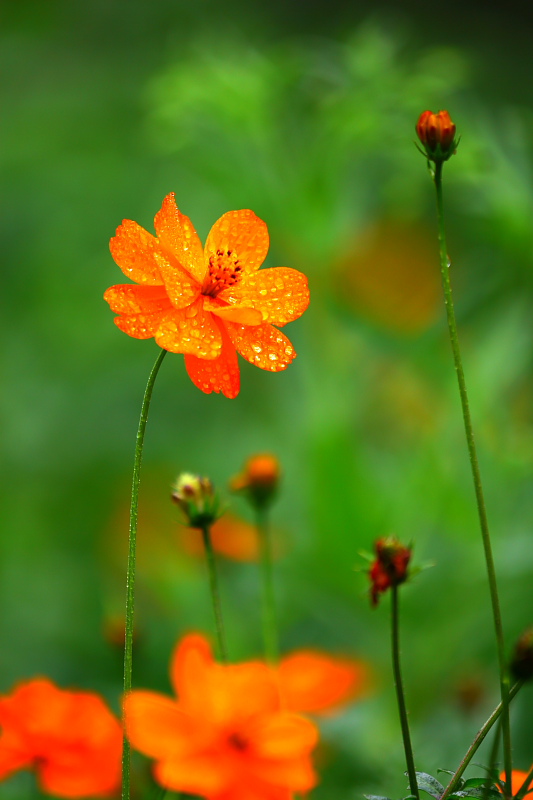 小花 摄影 陆上行