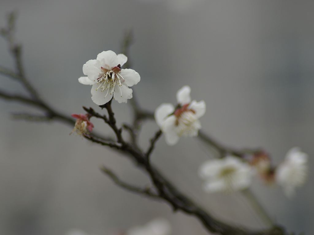 莘庄公园的梅花 摄影 月影絮语