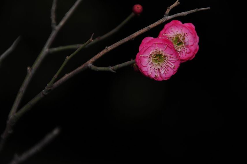 梅 摄影 雨中飞