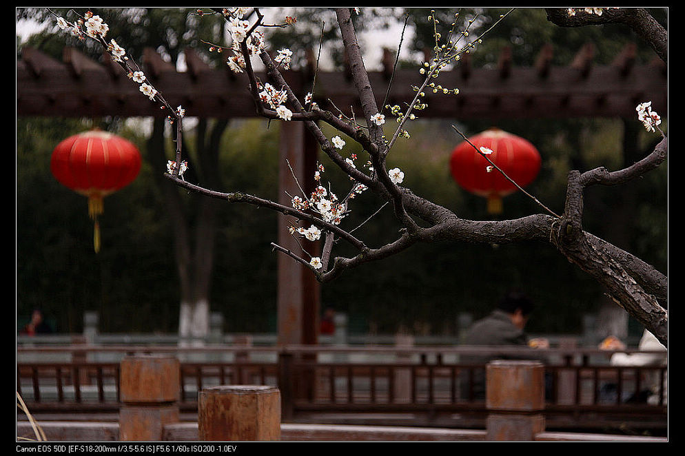 梅花迎春 摄影 yuxm