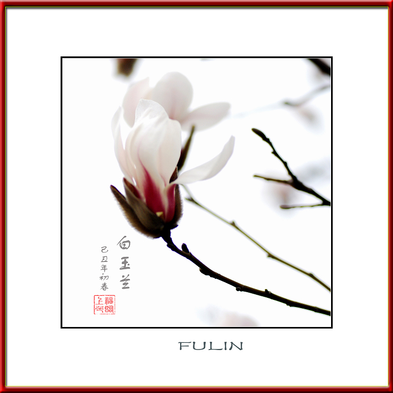 白玉兰 摄影 福临FULIN