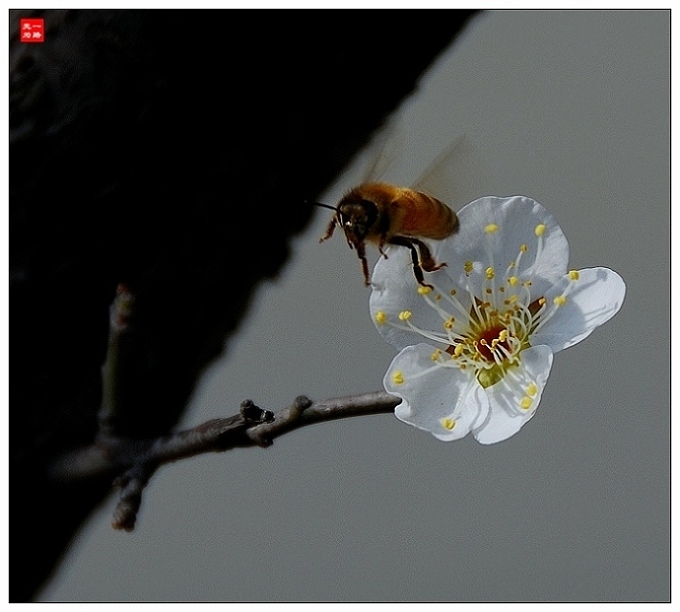 梅花与蜜蜂(5) 摄影 一路无为