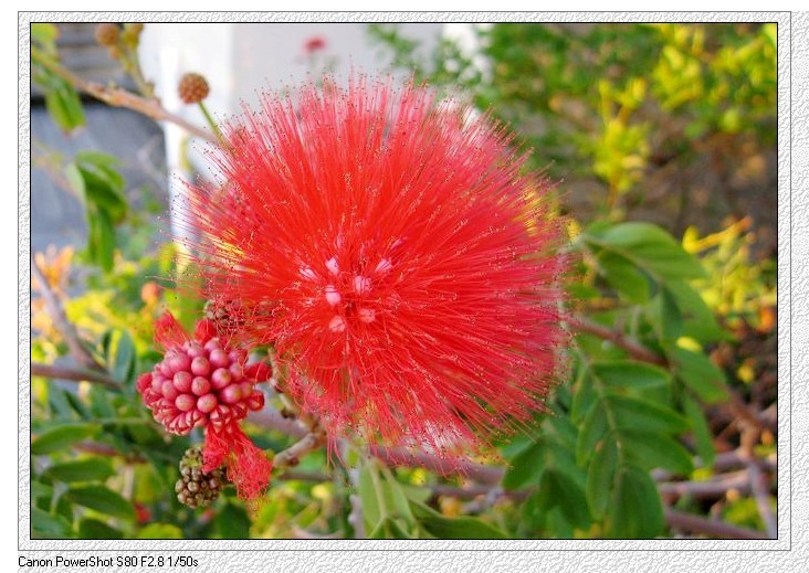 荣花 摄影 谷船帆