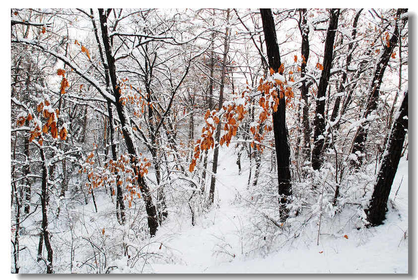 雪之韵 摄影 雪中飞