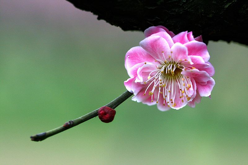 梅艳芳菲2 摄影 楚园秋韵