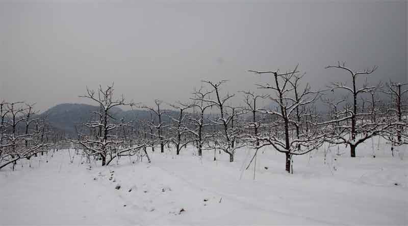 雪后南山 摄影 独行高原1