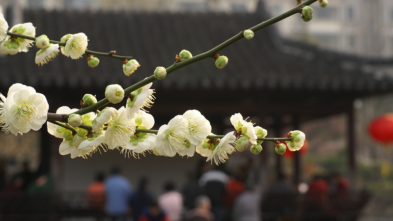 梅花 摄影 银色黄金