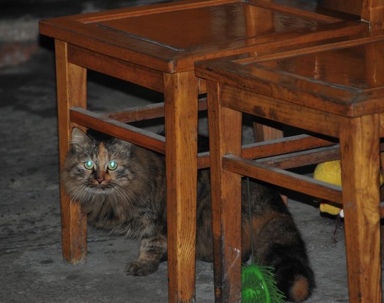 看家猫 摄影 雨中飞