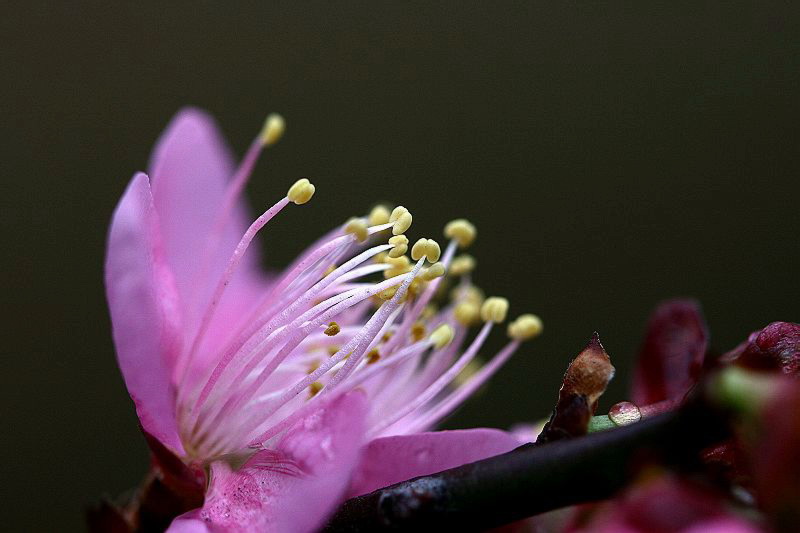 梅艳芳菲3 摄影 楚园秋韵