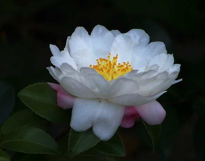 山茶花 摄影 红岩上