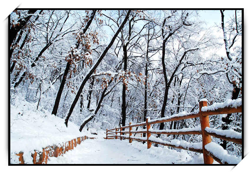 雪之韵 摄影 雪中飞