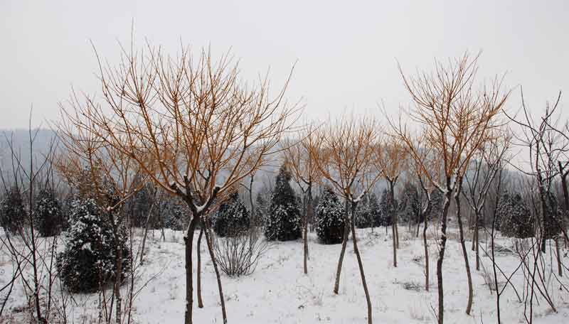 雪后南山 摄影 独行高原1