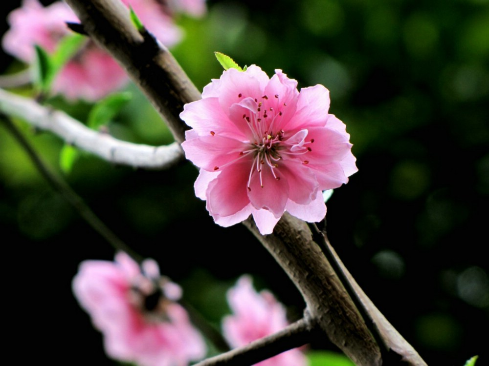 桃花烂漫 摄影 寓意