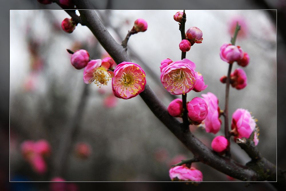 红梅吐蕊 摄影 信天堂使者