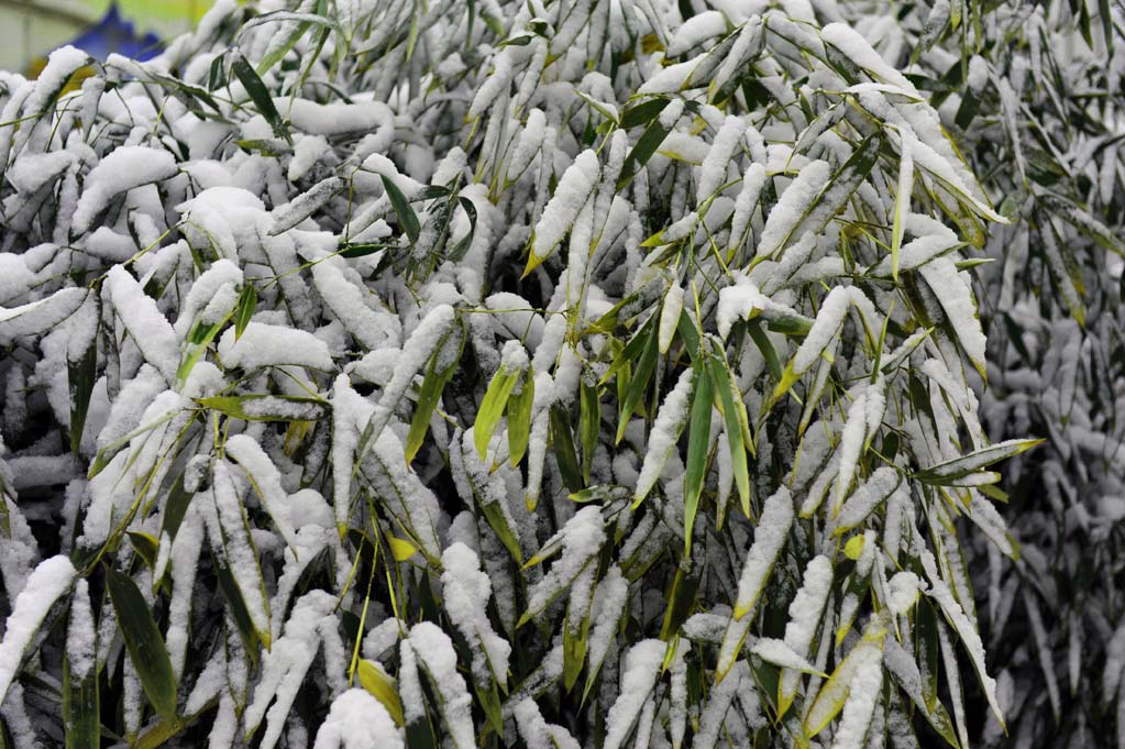 雪竹 摄影 驿路梨花