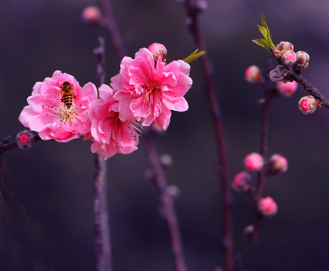 《南国桃花朵朵开》 摄影 maka