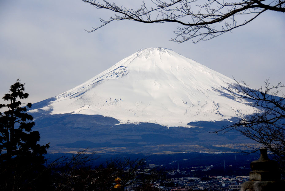 日本富士山 摄影 樱树下