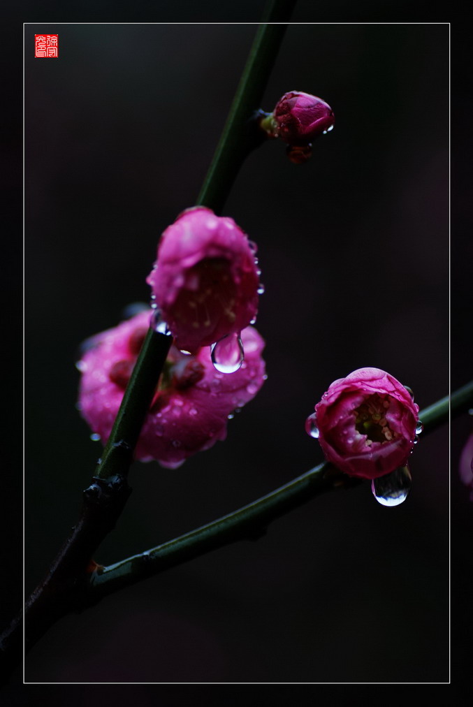 春雨如珠 摄影 宏光