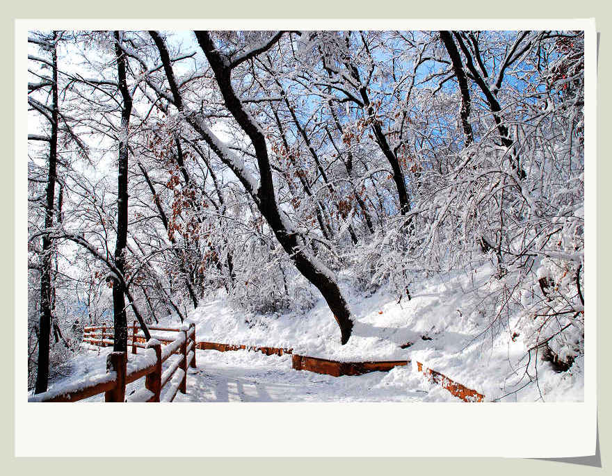 雪之韵 摄影 雪中飞