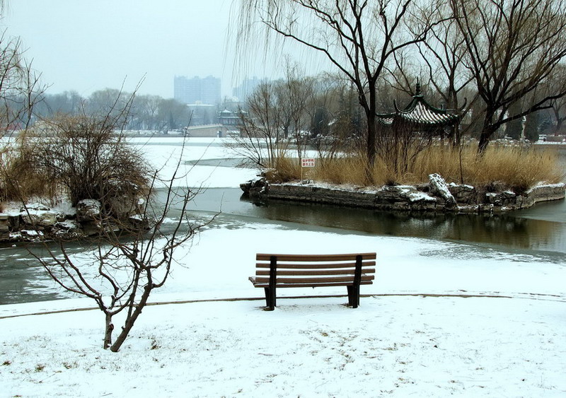 雪中的等待 摄影 月溪幽兰