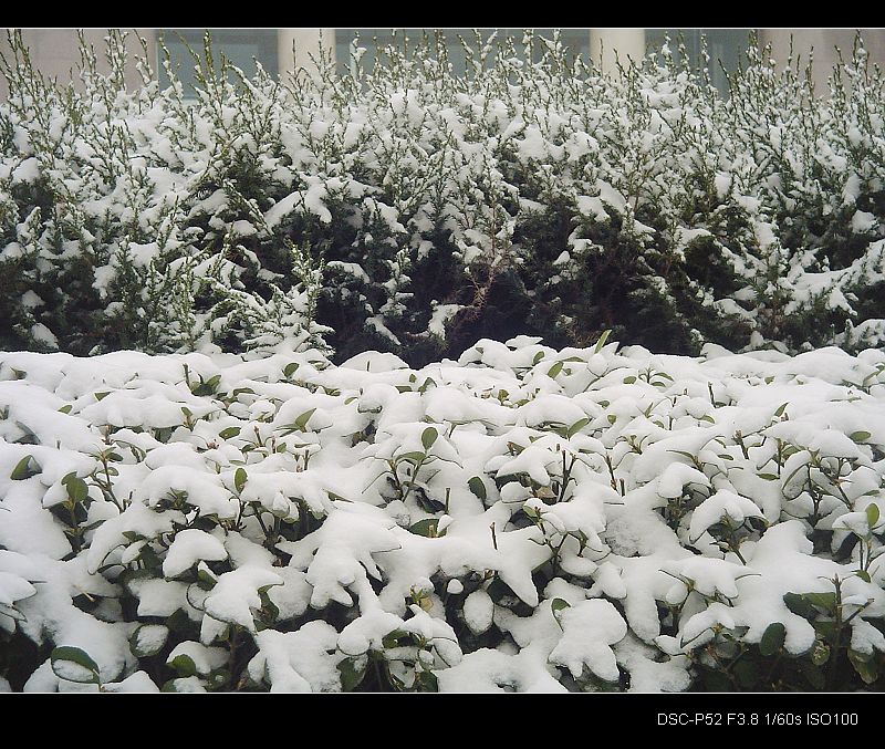 2009年第一场雪 摄影 陕北农民